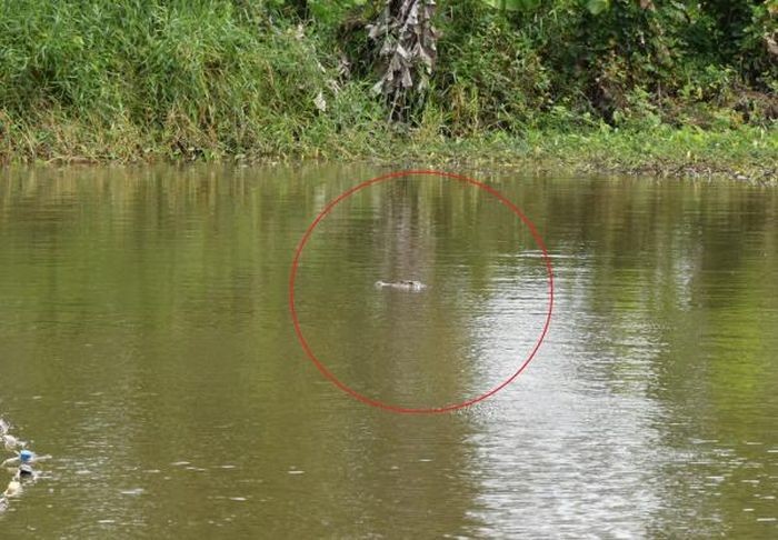 Warning of crocodiles appearing in ponds, lakes and canals in Bac Lieu