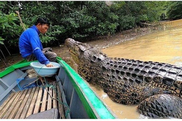 Ky la ngu dan Indonesia  ket than voi ca sau dai 4 met