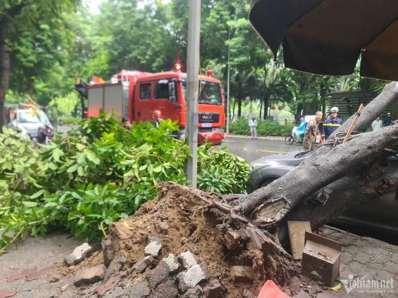 Ha Noi: Cay da bat goc de trung o to 5 cho-Hinh-2