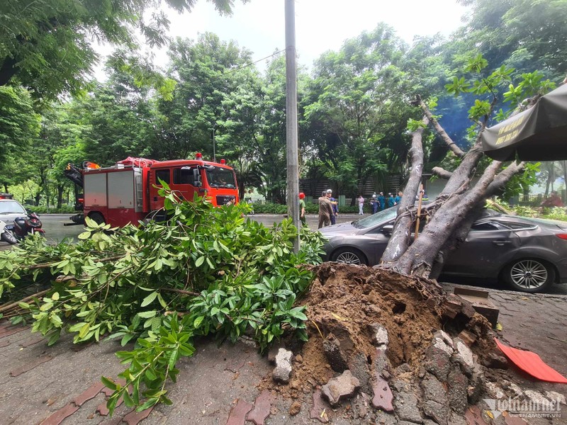 Ha Noi: Cay da bat goc de trung o to 5 cho