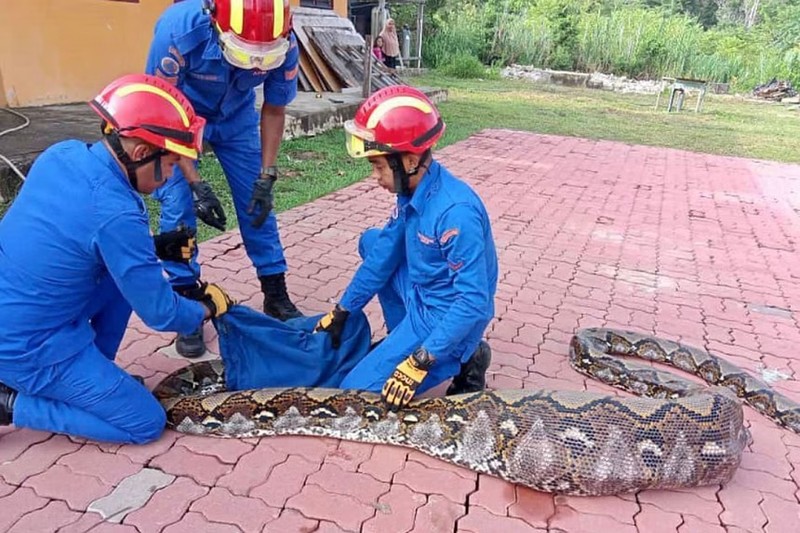 Malaysia: Bat duoc con tran “khung” nang 140kg, bung to phinh-Hinh-2