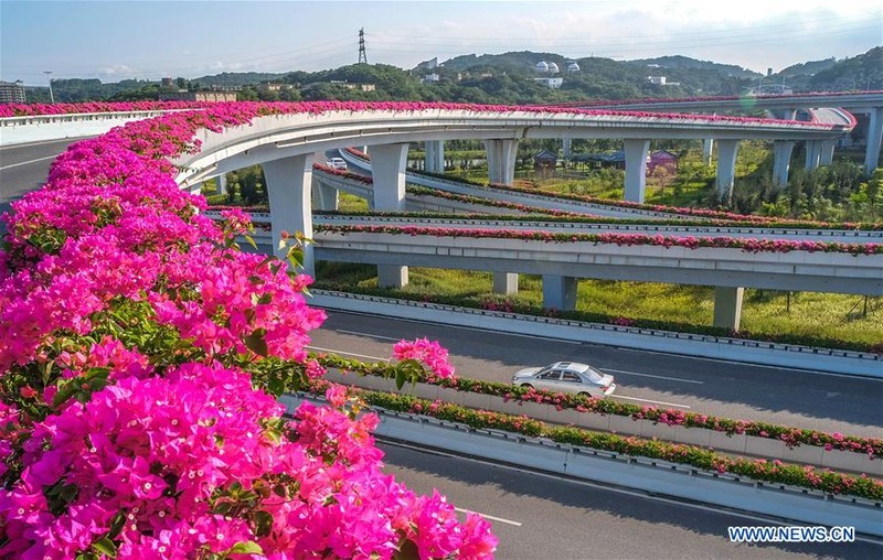 Ngam hoa giay no ro tren cac cau vuot o Quang Chau-Hinh-3