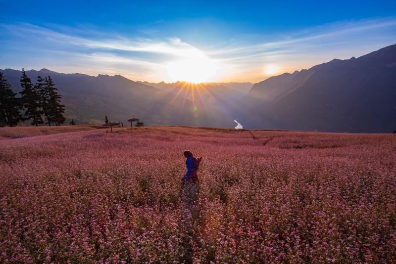 Ngam nhin cao nguyen da no hoa tren manh dat Ha Giang-Hinh-2