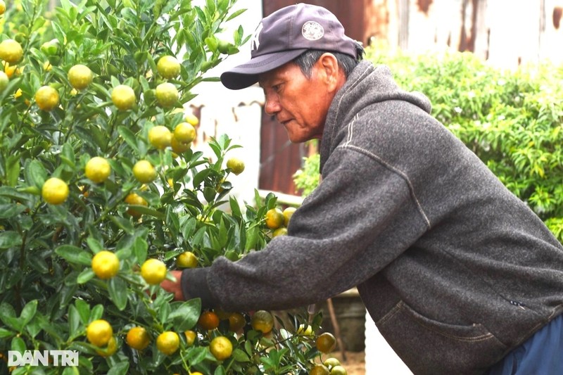 Lang quat canh Hoi An tat bat cho mua lam an lon nhat nam-Hinh-3