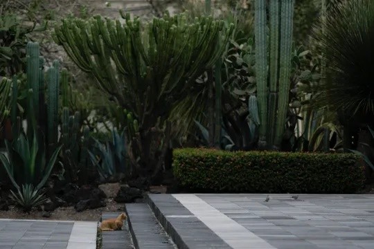 View - 	Cuộc sống bao người ao ước của đàn mèo Dinh Tổng thống Mexico