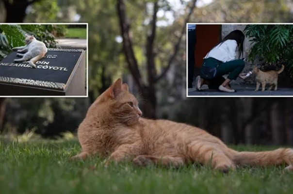 View - 	Cuộc sống bao người ao ước của đàn mèo Dinh Tổng thống Mexico