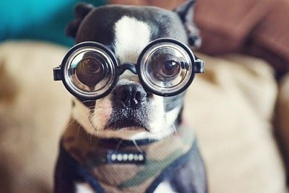 Chia sẻ 90 ảnh chó đeo kính mới nhất thtantai2eduvn