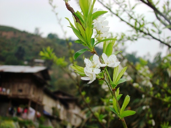 Man rung bung no trang troi Tay Bac-Hinh-11