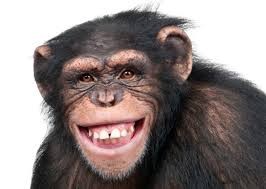 Một bức ảnh khỉ cười nhe răng sẽ truyền tải cho bạn một cảm giác vui vẻ và cởi mở. Hãy tưởng tượng xem, khi điều gì khiến cho khỉ đáng yêu này cười nhe răng như vậy? Đó có thể là một trò đùa, một món ăn ngon hoặc đơn giản chỉ là bạn đang bắt gặp chúng trong khoảnh khắc vui vẻ.