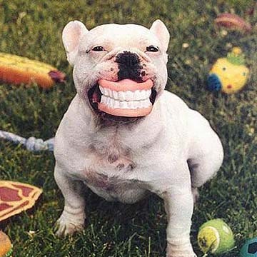 Ảnh chó cười nhăn răng sẽ khiến bạn cảm thấy dễ chịu và thoải mái. Với nụ cười tươi rói và nhăn răng đáng yêu của chú chó, bạn sẽ không thể nhịn được cười. Hãy xem ảnh và tận hưởng chú chó đáng yêu này nhé!