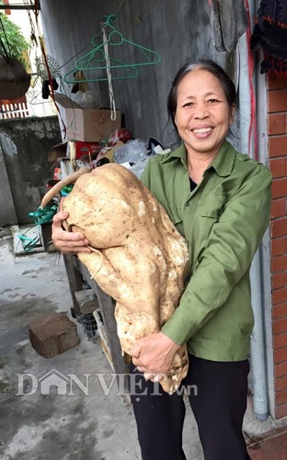 Dao duoc cu dau nang bang be 2 tuoi o Hai Phong