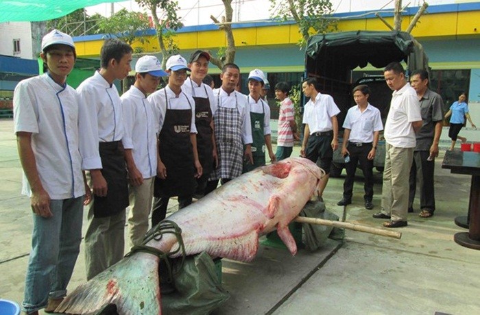 Thuy quai thành món lảu giá tram trieu cua dai gia Viẹt-Hinh-3