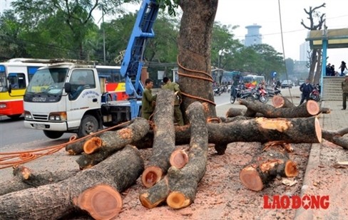 Loạt ảnh dau lòng vụ chạt 6700 cay xanh ỏ Hà Nọi-Hinh-11