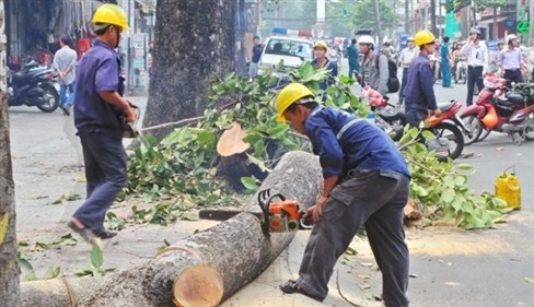 Loạt ảnh dau lòng vụ chạt 6700 cay xanh ỏ Hà Nọi-Hinh-9