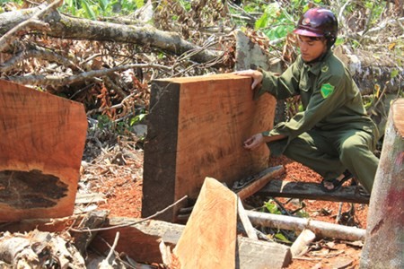 Anh dau long ve don ha cay xanh quy hiem o Quang Ngai-Hinh-11