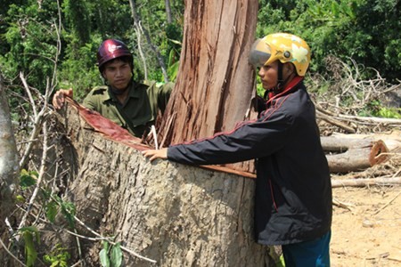 Anh dau long ve don ha cay xanh quy hiem o Quang Ngai-Hinh-4