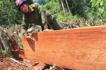 Anh dau long ve don ha cay xanh quy hiem o Quang Ngai-Hinh-9