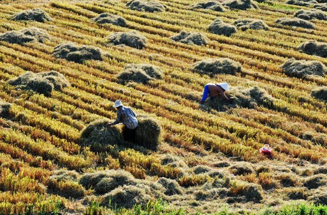 Kham pha Phu Yen trong Toi thay hoa vang tren co xanh-Hinh-4