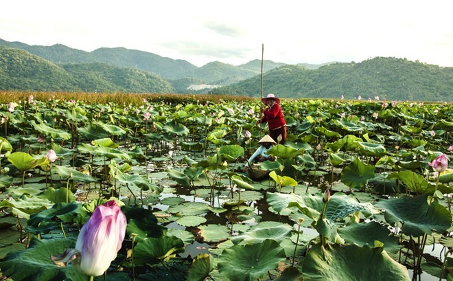 Kham pha Phu Yen trong Toi thay hoa vang tren co xanh-Hinh-8