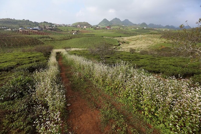 Man nhan ngam hoa tam giac mach no ro tai Moc Chau