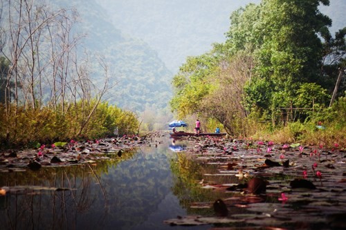 Phuot chua Huong san hoa sung no hong ruc tren suoi Yen-Hinh-2