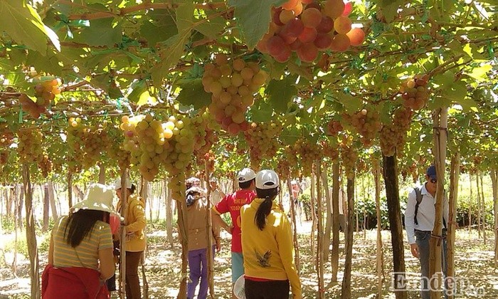 He den dan phuot ru nhau di hai nho Ninh Thuan-Hinh-15