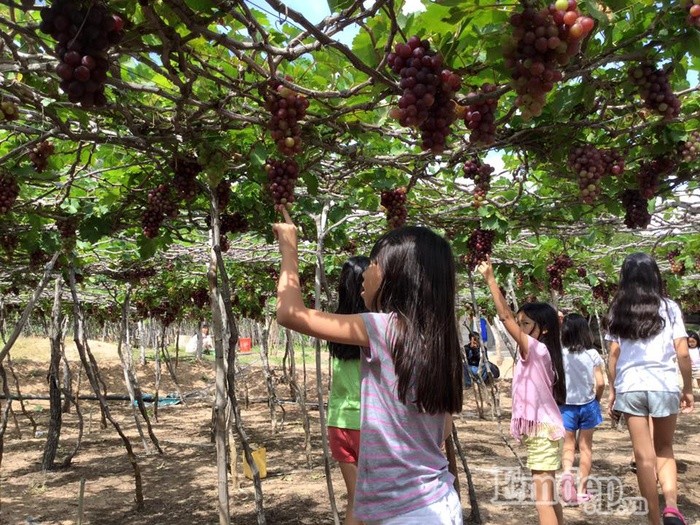 He den dan phuot ru nhau di hai nho Ninh Thuan-Hinh-5