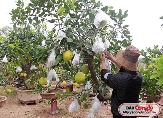 Lang hoa, cay canh nhon nhip mua phuc vu Tet-Hinh-4