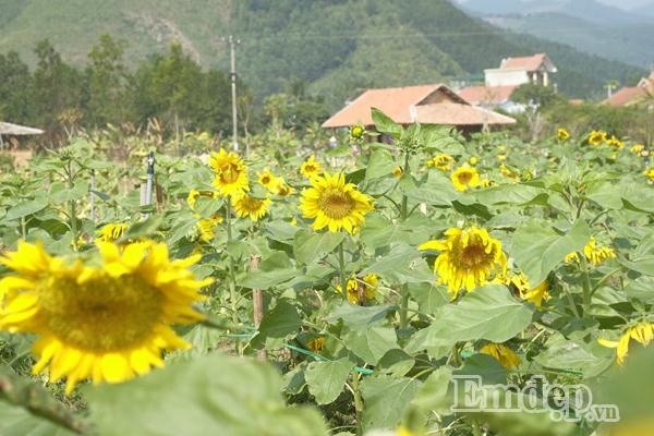 Thien duong hoa moi toanh hut teen Quang Ninh-Hinh-5