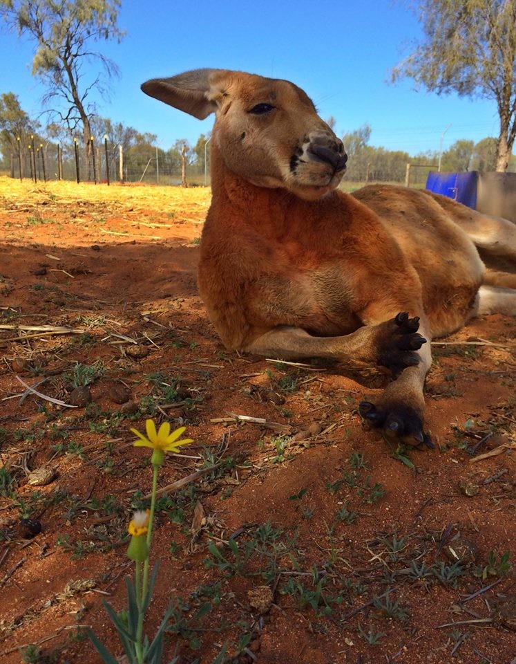 Cam phuc suc song manh me cua kangaroo khong lo-Hinh-8