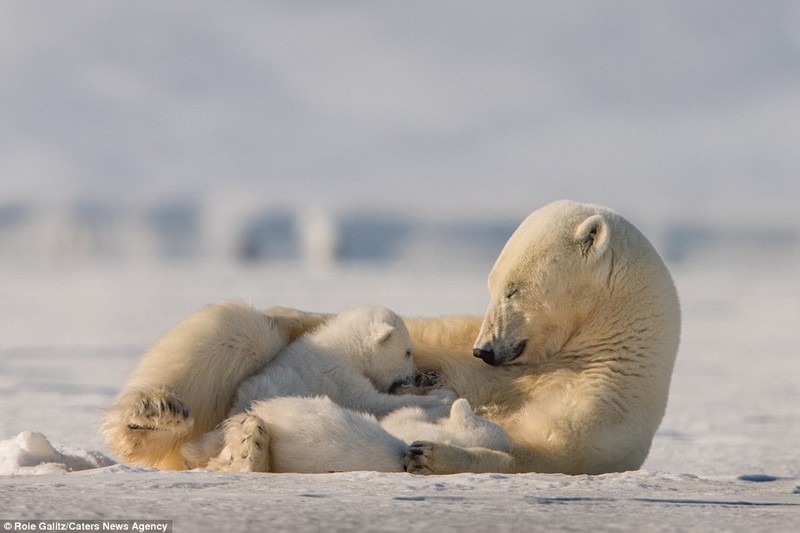 Kịch tính gấu Bắc cực mẹ dạy con săn mồi