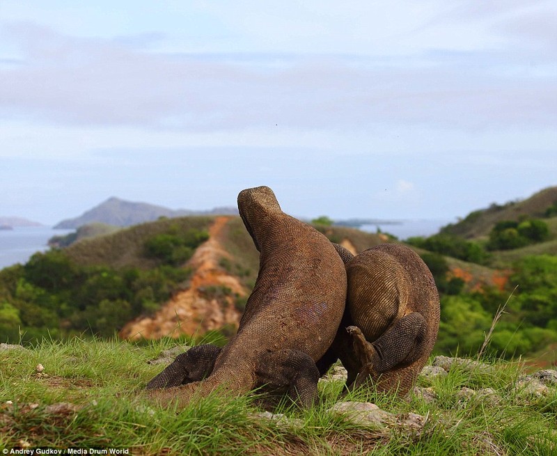 Dai chien rong Komodo khoc liet ngoai doi thuc-Hinh-4