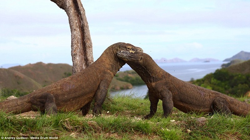 Dai chien rong Komodo khoc liet ngoai doi thuc-Hinh-6