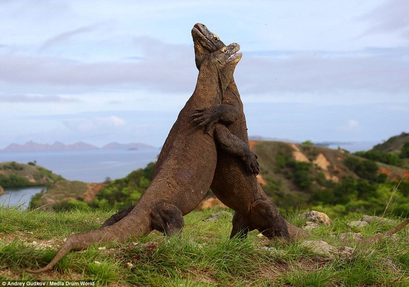 Dai chien rong Komodo khoc liet ngoai doi thuc