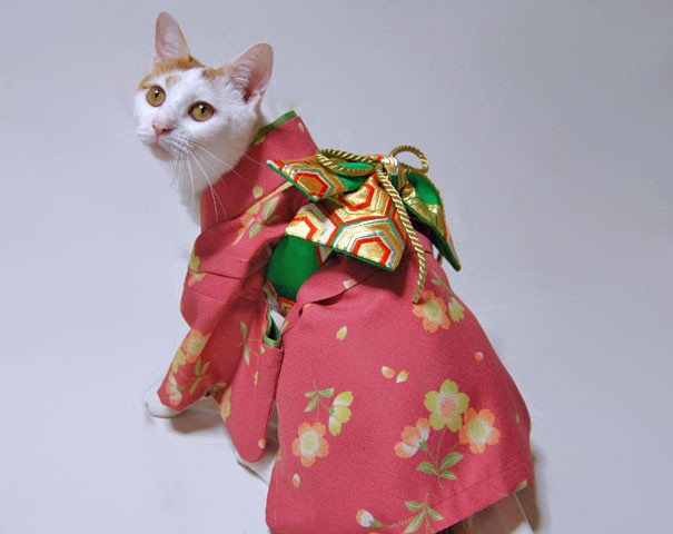 Nhung co meo hoa geisha dep la trong bo Kimono-Hinh-13