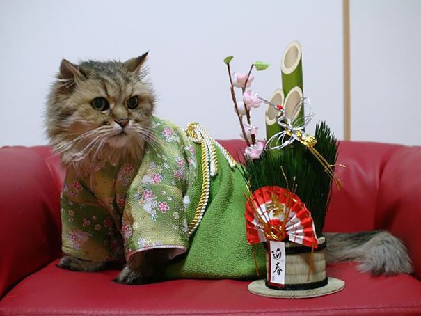 Nhung co meo hoa geisha dep la trong bo Kimono-Hinh-7