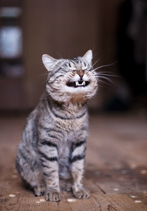 Thấy gương mặt của chú mèo này, bạn nhất định sẽ không thể nào nghi ngờ về sự hạnh phúc của nó. Hãy xem ảnh và cảm nhận những nụ cười tuyệt vời trên gương mặt của con mèo này!