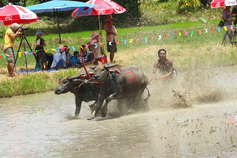 Kich liet canh trau dua nhau bat mang tren duong dua-Hinh-6