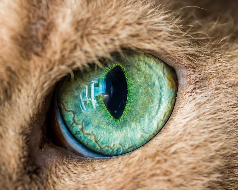 Choáng ngợp với hình ảnh mắt mèo đẹp như đá quý