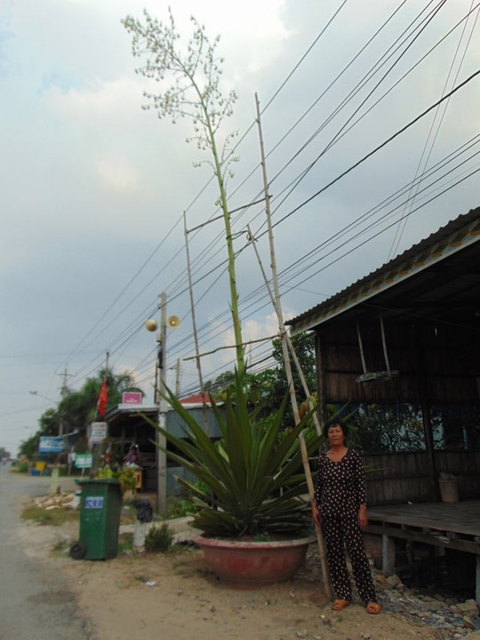 Hieu ky cay kieng la no hoa cao 6m o Dong Thap