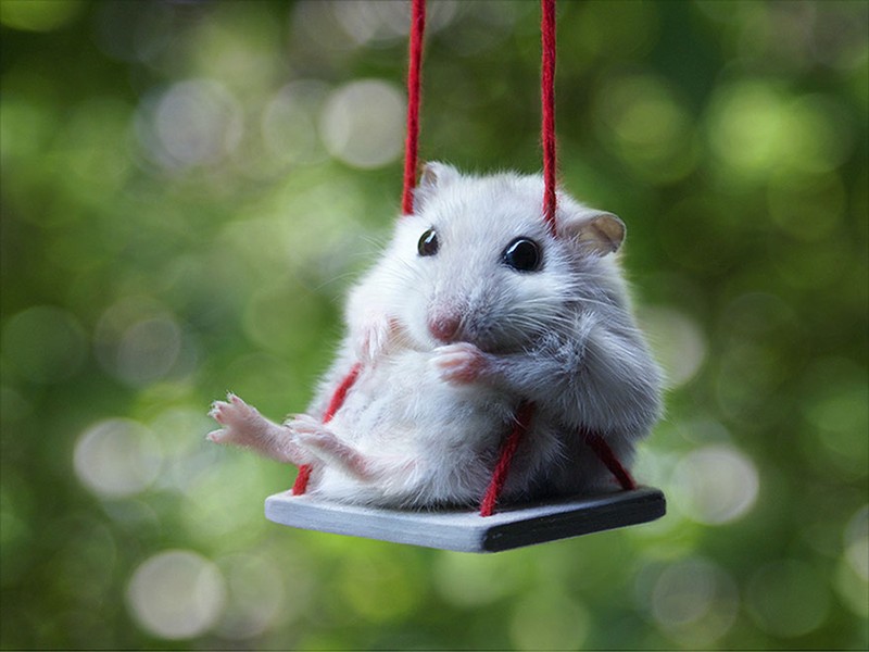 Hình nền chuột Hamster dễ thương cute và đẹp nhất