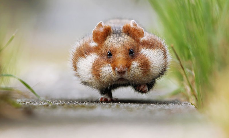 Chia sẻ nhiều hơn 96 ảnh chuột hamster cute mới nhất  thtantai2eduvn