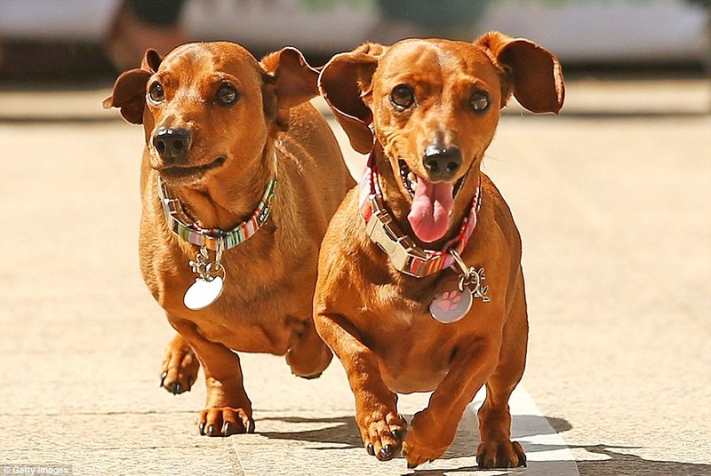 Soi dong cuoc dua cho Dachshund o Melbourne-Hinh-9