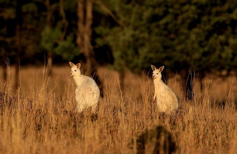 Am anh cuoc song mong manh cua kangaroo bach tang