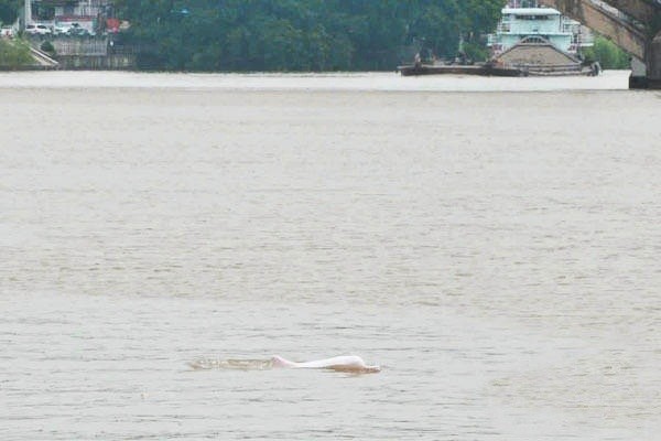 Ca heo trang bat ngo xuat hien khien dan 