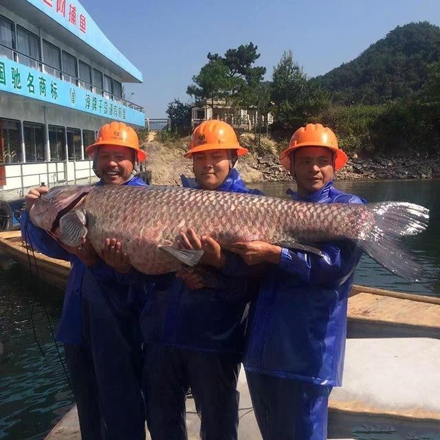 Bat duoc ca tram den khong lo nang 90kg, dai 1,75m-Hinh-5