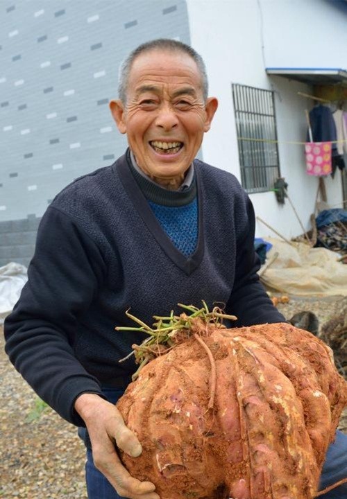 Dao duoc khoai lang khong lo nang gan 20kg-Hinh-3