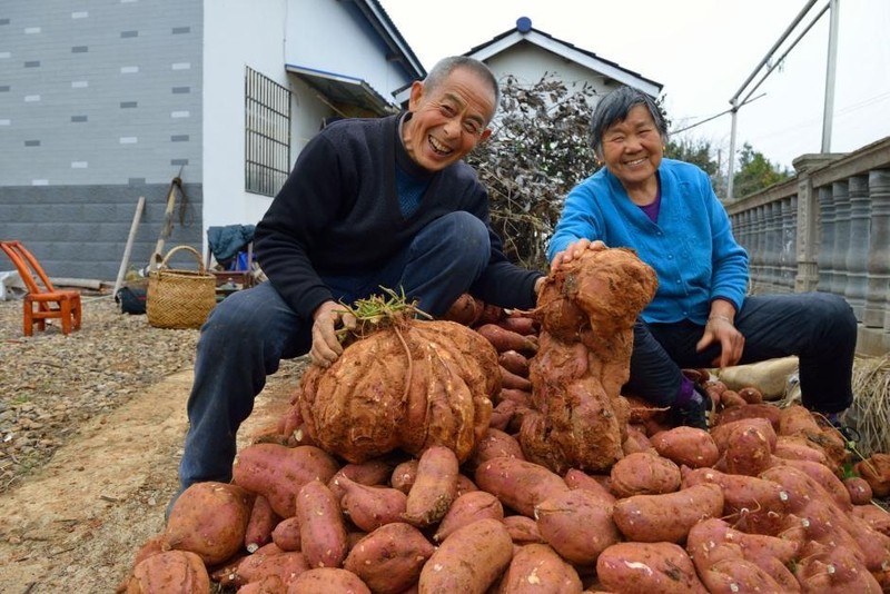 Dao duoc khoai lang khong lo nang gan 20kg-Hinh-4