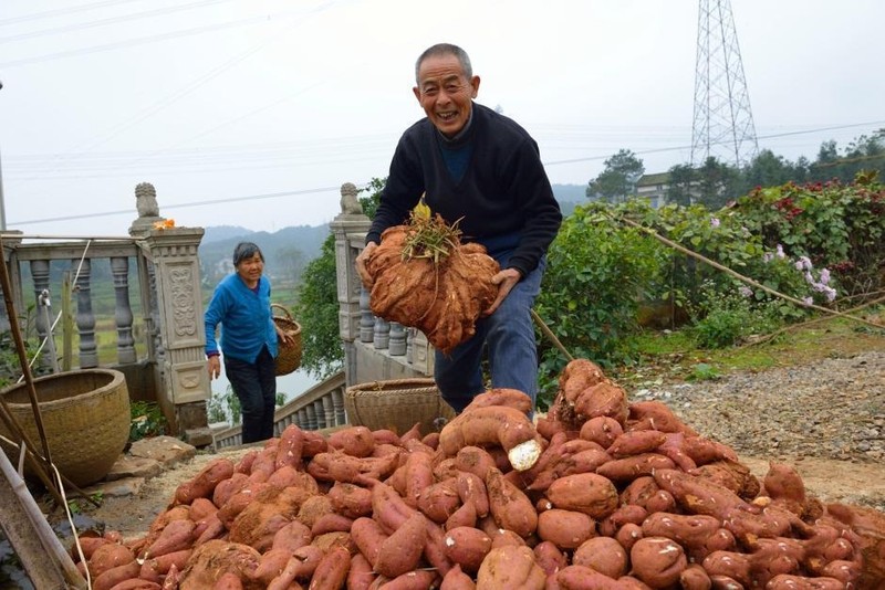 Dao duoc khoai lang khong lo nang gan 20kg