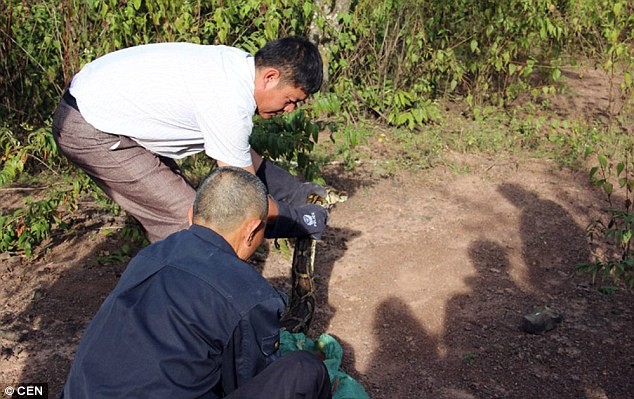 Bat duoc tran khong lo thanh tinh 100 tuoi o Trung Quoc-Hinh-10